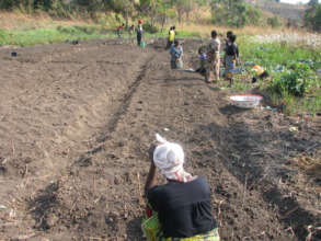 Planting potatoes
