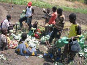 Harvesting cabbage and preparing the selling