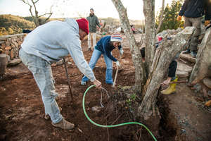 Planting Trees in Contemplative Spaces