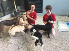 Happy Puppies at Coco's Animal Welfare!