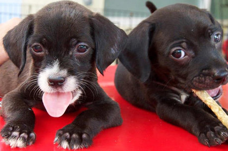 Support Animal Welfare in Mexico