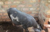 Help 05 youth boost their piggery project