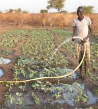 watering the collard greens