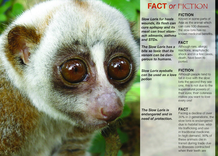 Protect the Rare and Endangered Slow Loris