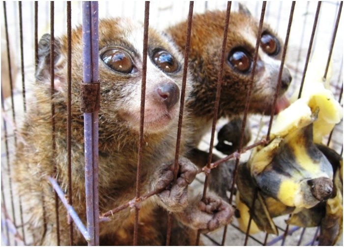 Protect the Rare and Endangered Slow Loris