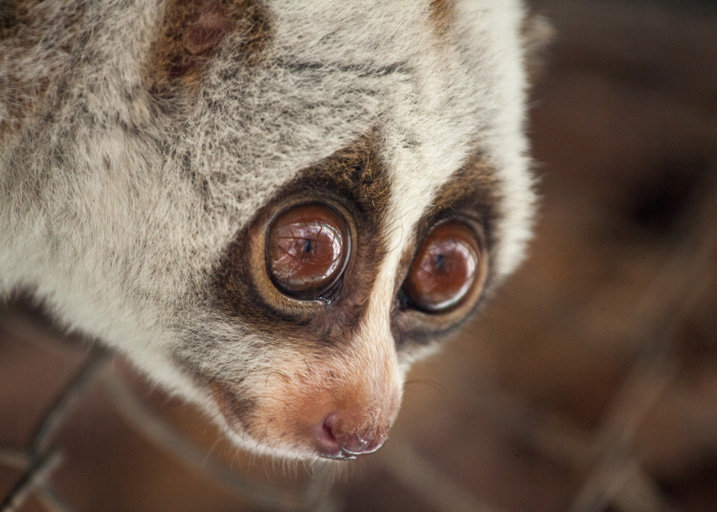 Protect the Rare and Endangered Slow Loris