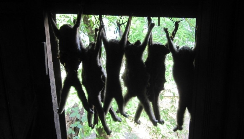 Protect the Rare and Endangered Slow Loris