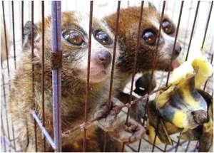 Rescued Slow Lorises