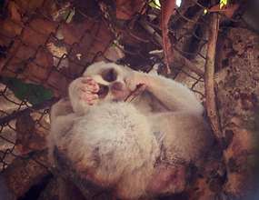 Slow Loris Napping