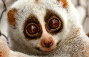 Protect the Rare and Endangered Slow Loris