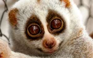 Protect the Rare and Endangered Slow Loris