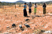 Seeds to Feed a Village