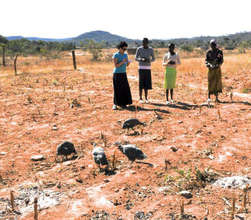 Seeds to Feed a Village