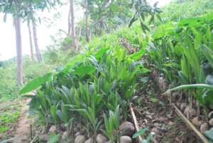 Coconut seedlings ready for transport