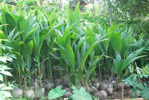 Coconut seedlings from Mindanao