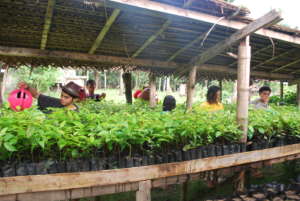 Seedlings from our base bound for Leyte