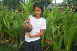 Coconut seedlings