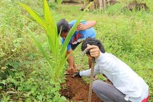 Coconut re-planting