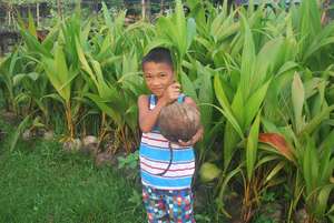 Coconut seedling ready to replant