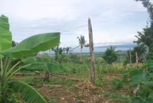 New area to be planted