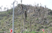 Typhoon Haiyan Coconut Replanting Project
