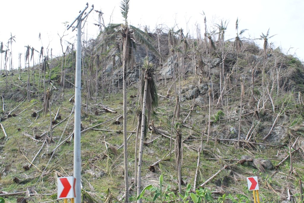 Typhoon Haiyan Coconut Replanting Project