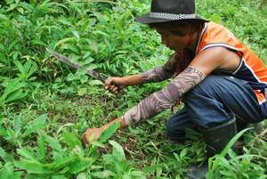Mix planting