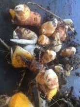 Turmeric seed pieces ready for planting