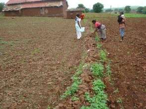Fertile land