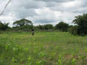 The maize plants, which should be 1.5m by now