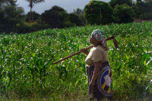 A corn farmer in the LEAD program in Tanzania.