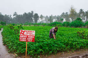 Grace is a farmer in BRAC's Agriculture project