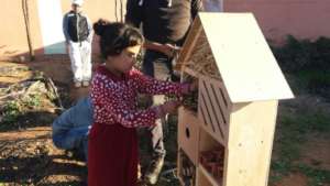 Building Bird houses