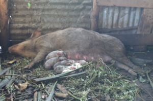 6 new piglets