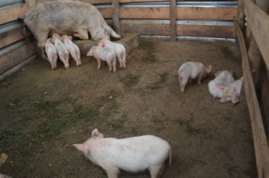 Growing family