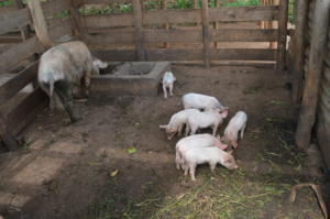 New piglets born in Cyaruzinge!