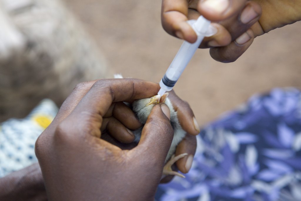 Support a hatchery and feed mill in Liberia