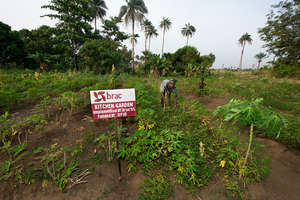 Kitchen garden in Sierra Leone