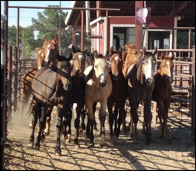 Nevada Slaughter Auction Rescue