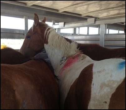 Nevada Slaughter Auction Rescue