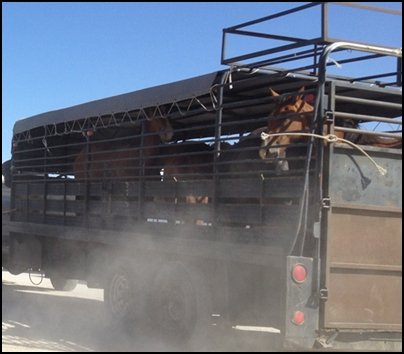 Nevada Slaughter Auction Rescue