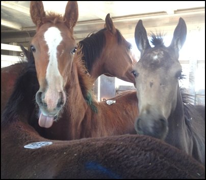 Nevada Slaughter Auction Rescue