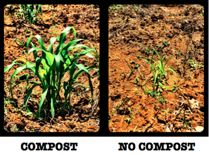 Sorghum grown with and without SOIL compost