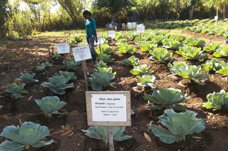 Generating Organic Compost for Farming in Haiti