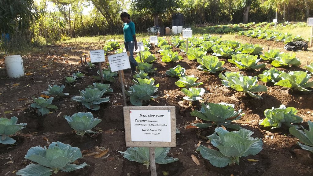 Generating Organic Compost for Farming in Haiti
