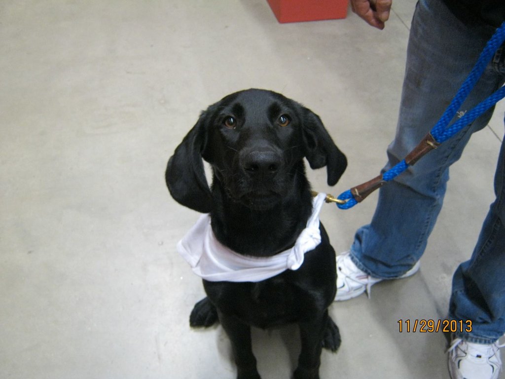 Seizure-Response Dog for Jenny