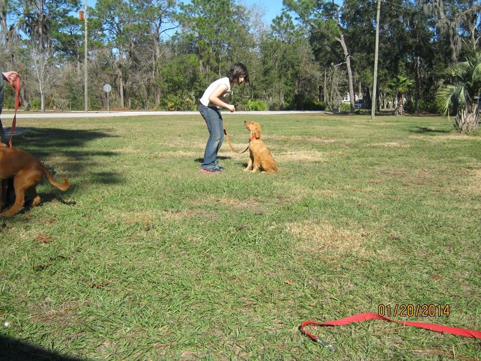 Seizure-Response Dog for Addisyn