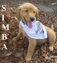 Simba - puppy in training