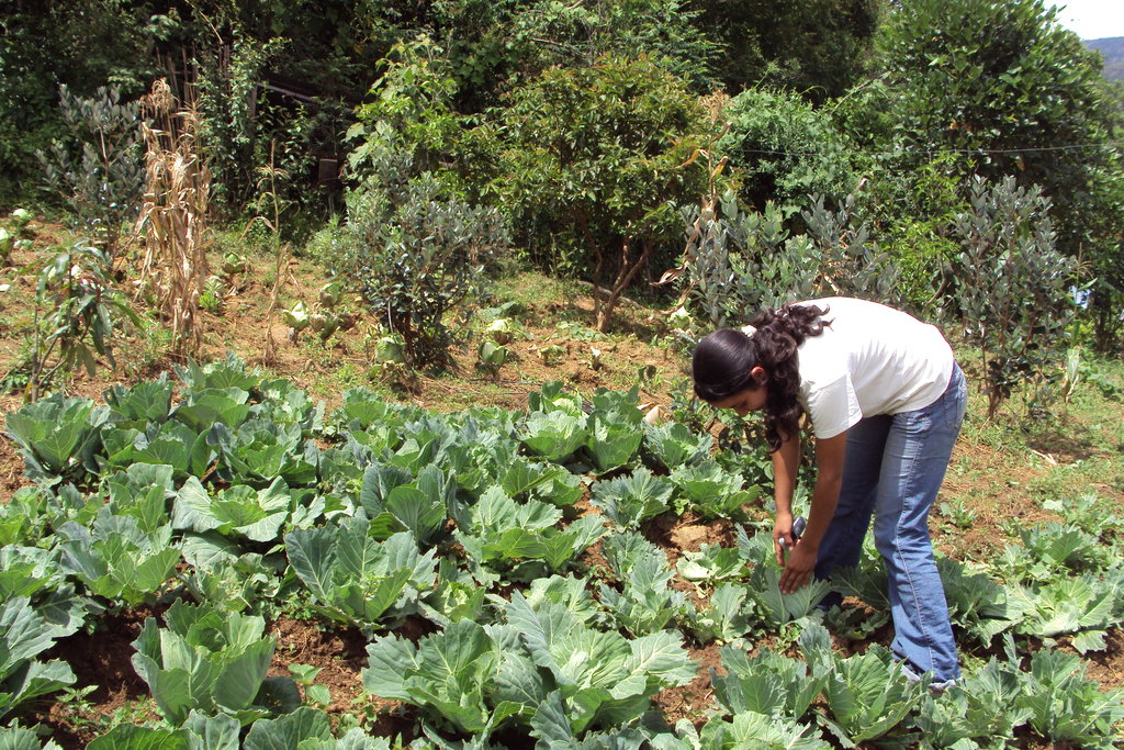 Help Colombian Farmers Defend Their Livelihoods