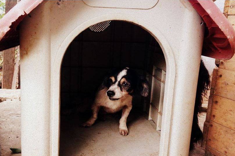 Reports on A HOME FOR 158 ANIMALS RESCUED GlobalGiving